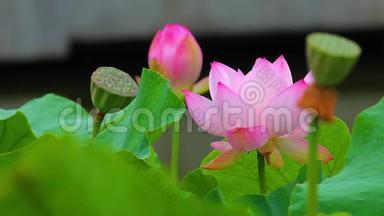 一朵粉红色的莲花和池塘里的莲花芽。 粉红色的莲花和莲花